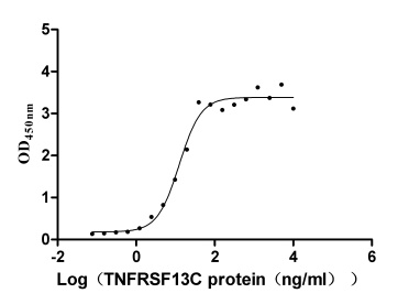 Human TNFSF13B protein