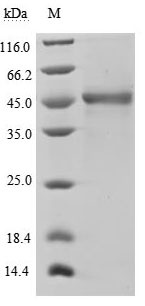 Human TNFSF13B protein