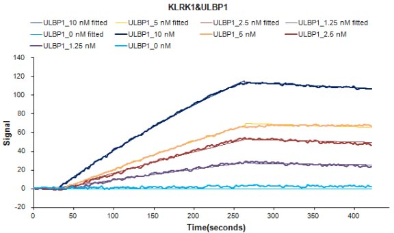 Human ULBP1 protein