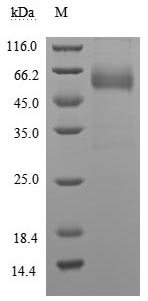 Human CD47 protein