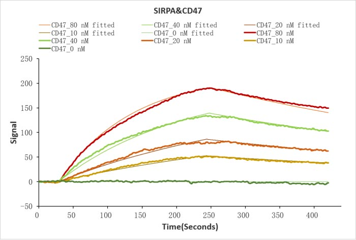 Human CD47 protein