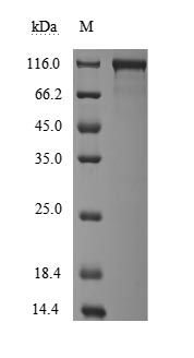 Monkey ACE2 protein