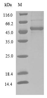 Human TNFSF14 protein