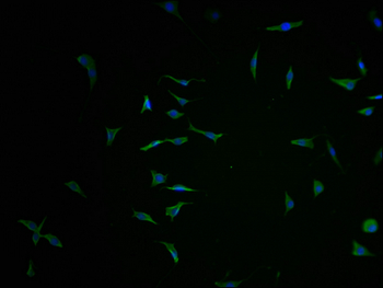 AGO4 Antibody