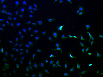 ANKEF1 Antibody