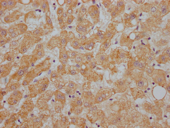 APOC1 Antibody