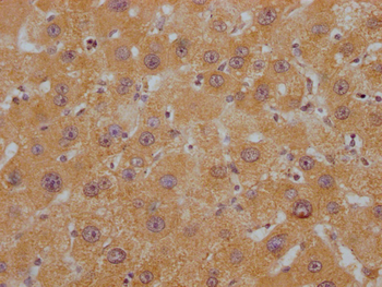APOC1 Antibody