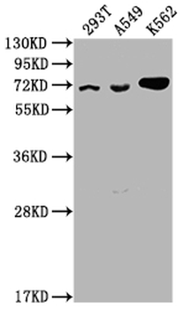 ATAD3A Antibody