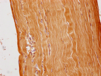 C1QTNF9 Antibody