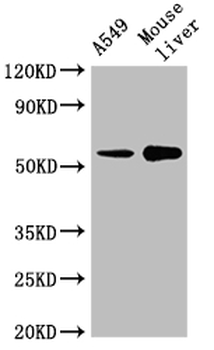 CYP2A13 Antibody