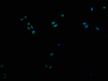 CYP2A13 Antibody