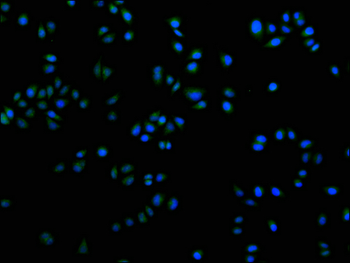 CYP2A13 Antibody