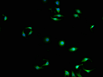 DAPP1 Antibody