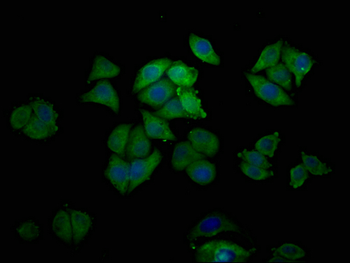 EREG Antibody