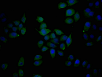 EREG Antibody
