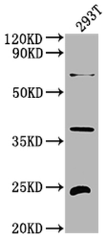FGF19 Antibody