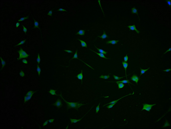 FKBP1B Antibody