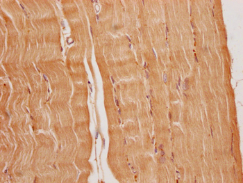 FNDC5 Antibody