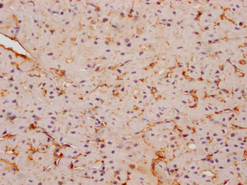 FNDC5 Antibody