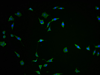 FNDC5 Antibody
