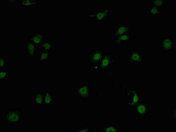GPRIN2 Antibody