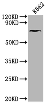 HHIP Antibody