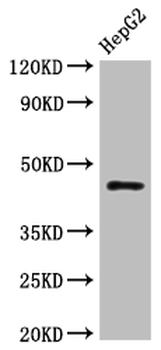 HLA-B Antibody