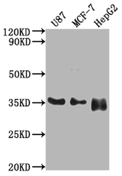 HMGCL Antibody