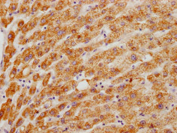 HMGCL Antibody