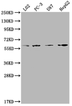 ICAM3 Antibody