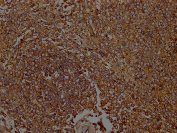 ICAM3 Antibody