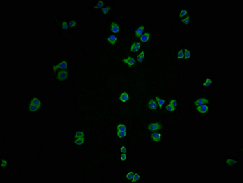 ICAM3 Antibody