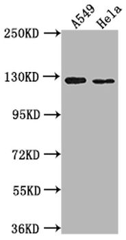 IGSF3 Antibody