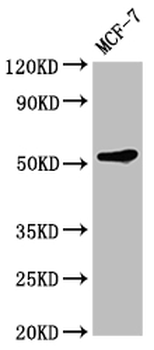 KMT5C Antibody