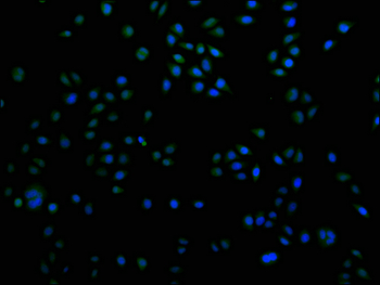 KMT5C Antibody