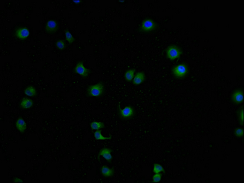 LCMT1 Antibody