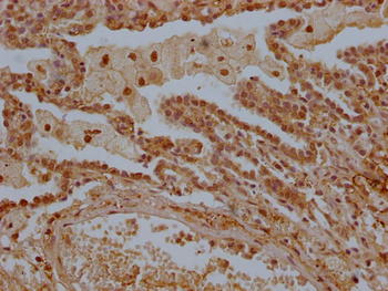 LTC4S Antibody