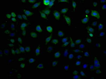 LTC4S Antibody