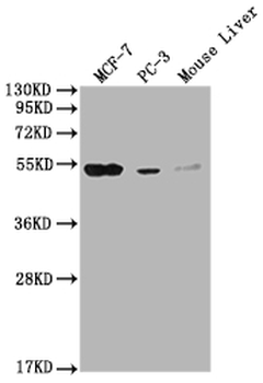 MOCS3 Antibody