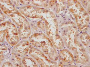 MSRB2 Antibody