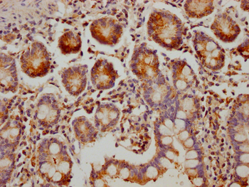 MUC5B Antibody