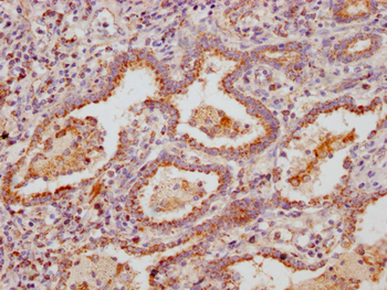 MUC5B Antibody