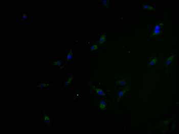 OR5H6 Antibody