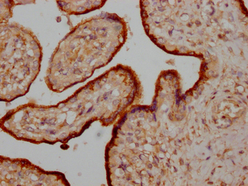 OSTN Antibody