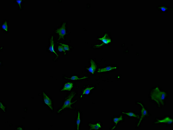 PCDH17 Antibody