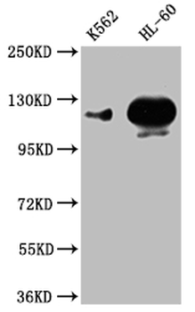 POTEE Antibody