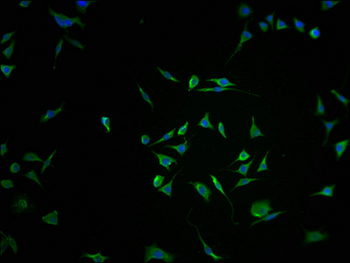 RNF122 Antibody