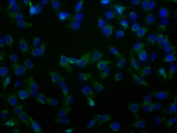 SLC23A2 Antibody