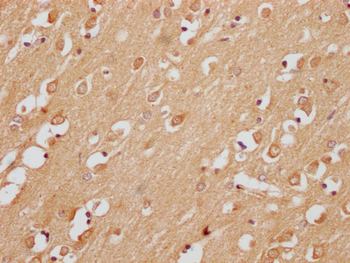 SMIM29 Antibody