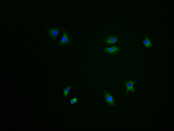 SMIM29 Antibody